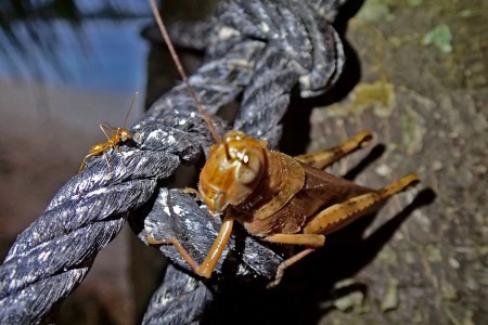 "The Encounter" ©2013 Jimmie Olsson